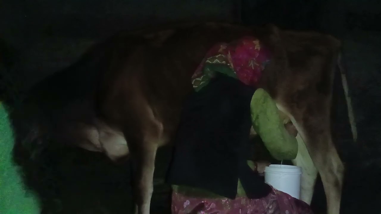 आज नीकाला गाय से धुध गाय हो गई गर्भवती  #youtube  #phadilifestyle  #villagelife  #minivlog 