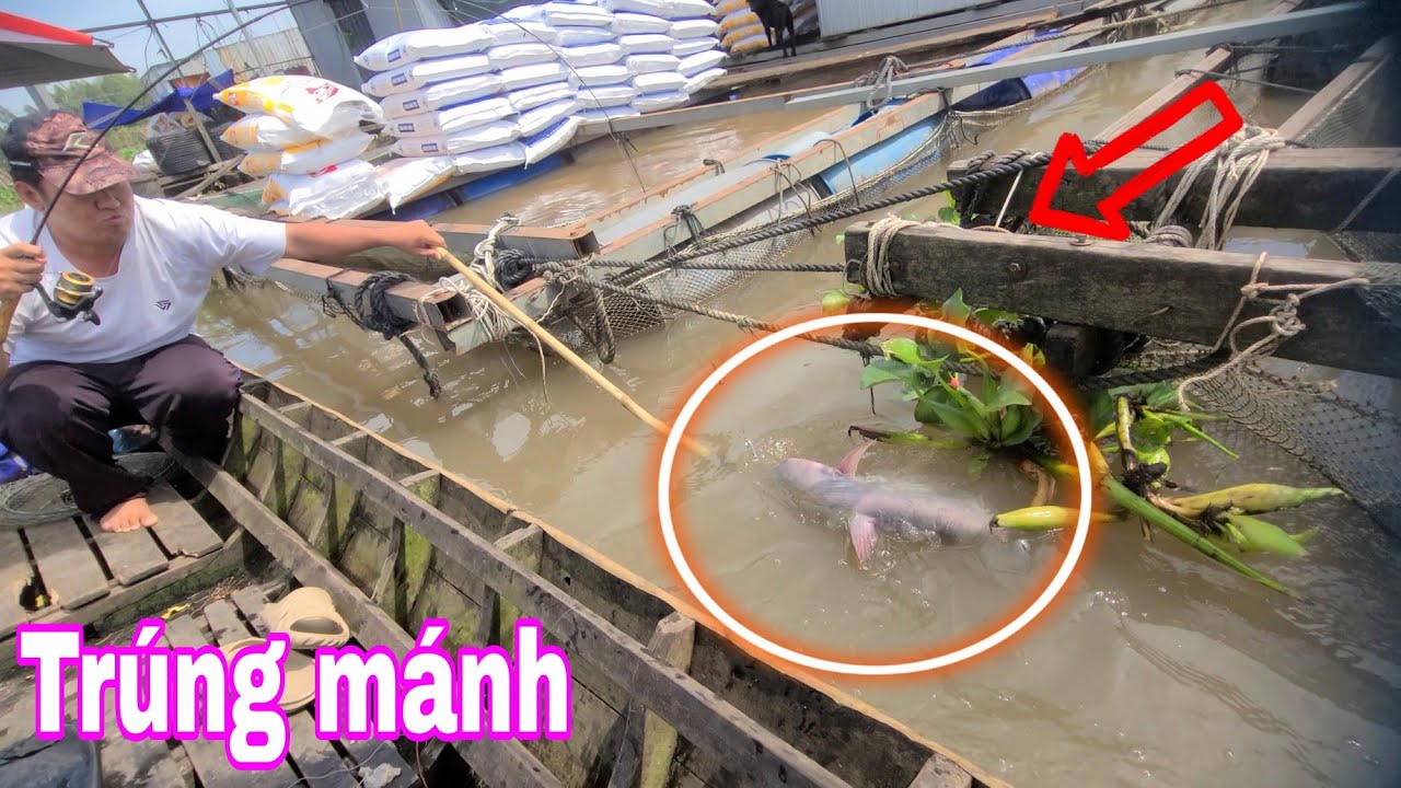 TRỜI ƠI CON GÌ VẬY, CÂU CÁ MÈ ,DÍNH CÁ  KHỦNG KÉO CÂY CẦN UL THẤY PHÊ 