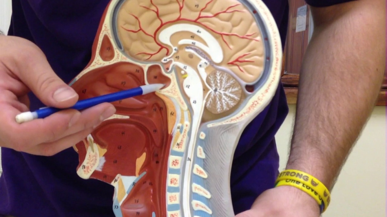 HEAD Model - Head and Neck Anatomy - USMLE Step 1
