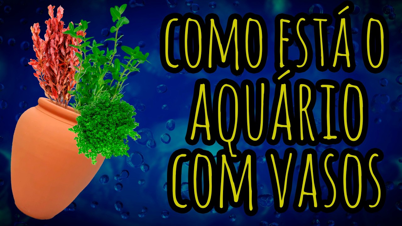 Aquário com vasos - Atualização 1 mês e pouco - Aqua gama
