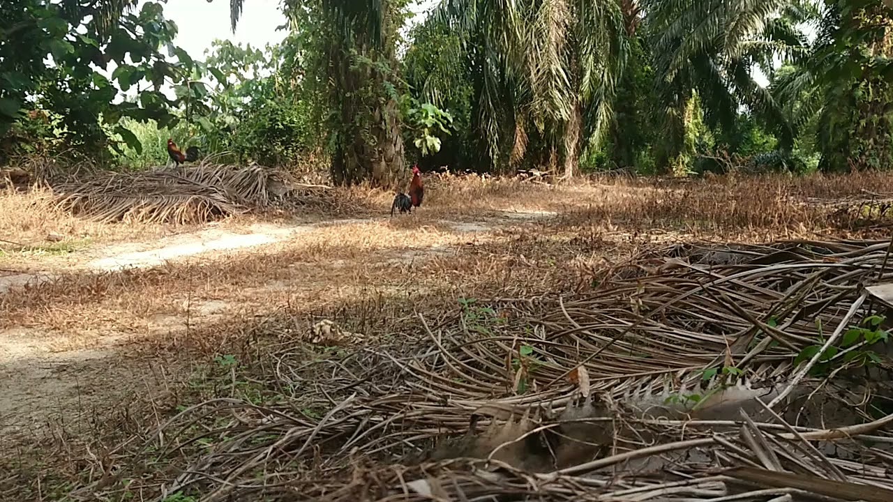 PIKAT AYAM HUTAN BY RAKAT(LAYAN AKSI JEW) 