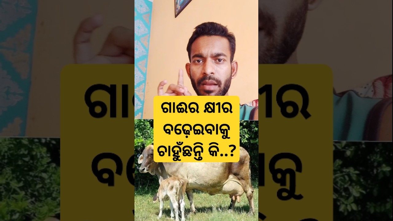 How to increase the milk of a cow in Odisha ?