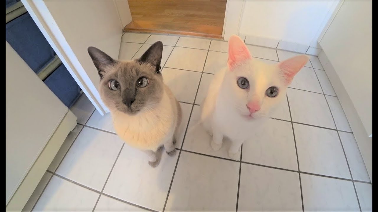Anleitung: Wie man Katzen-Streit schlichtet Teil 1 - Harmonie im Mehrkatzenhaushalt