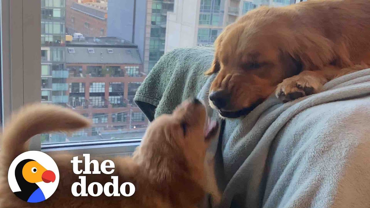 Golden Retriever Falls In Love With His Annoying Little Sister | The Dodo