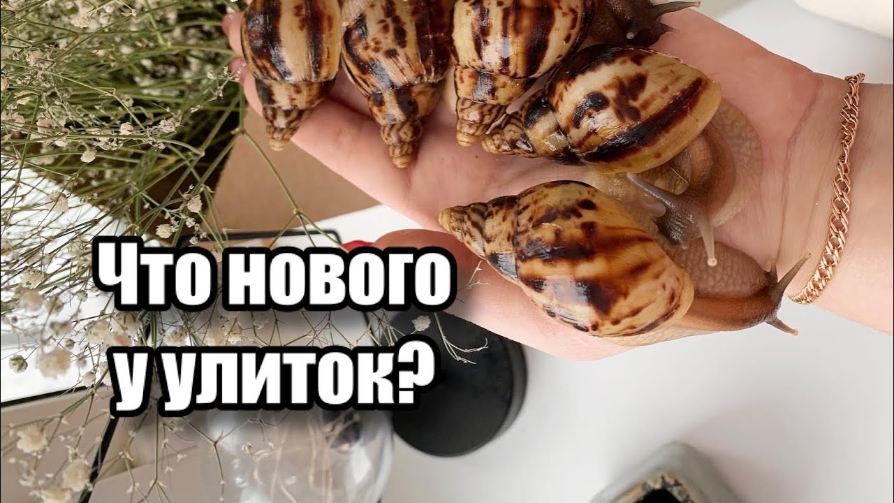 ЧТО НОВОГО У УЛИТОК? | РАССЕЛЕНИЕ, НОВАЯ КЛАДКА