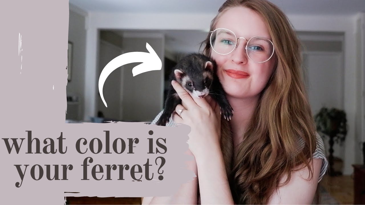 WHAT COLOR IS YOUR FERRET?