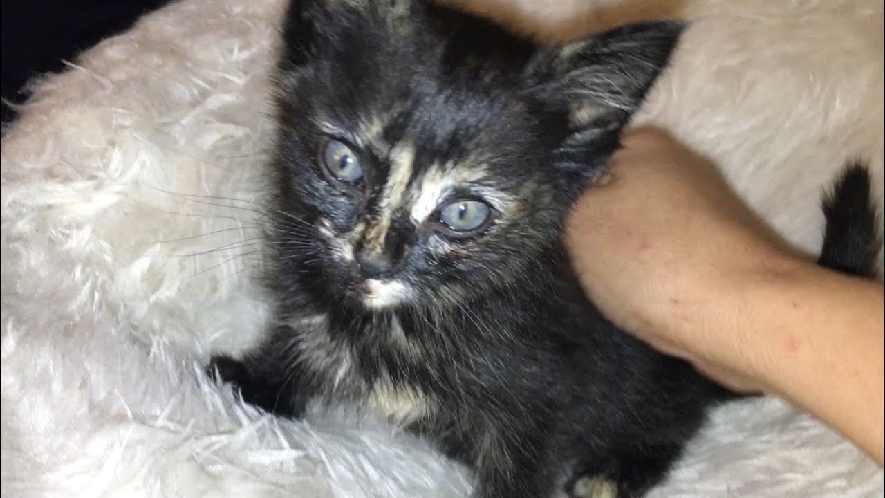 Neighborhood Kids Bring Me A Starving Kitten - #30 - Feral Cat Family Socialization