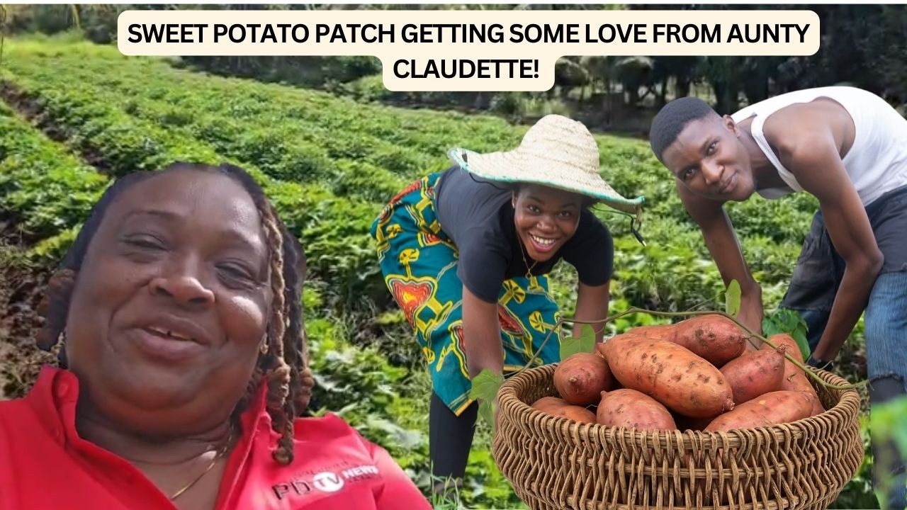 Look How Aunty Claudette Caring for the Sweet Potato Patch at A&S Farm