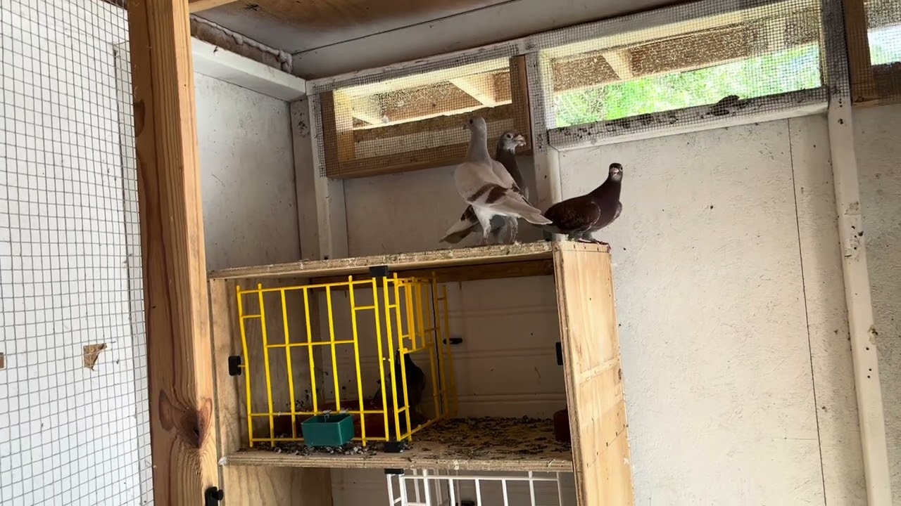 Updates and Loft Reduction