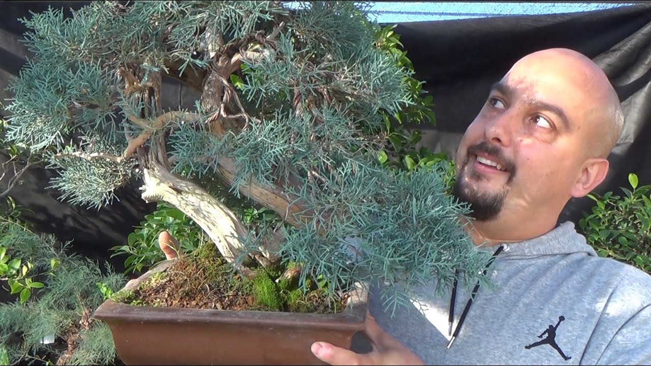 Las ramas que cubren el frente - qué son y cómo ponerlas