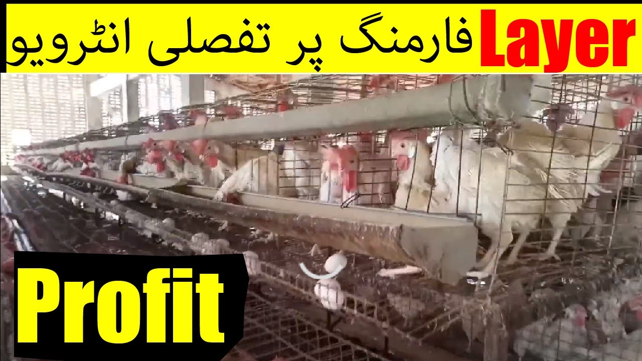 Layer chicken Feasibility for small scale And complete info for market and current situation/karachi