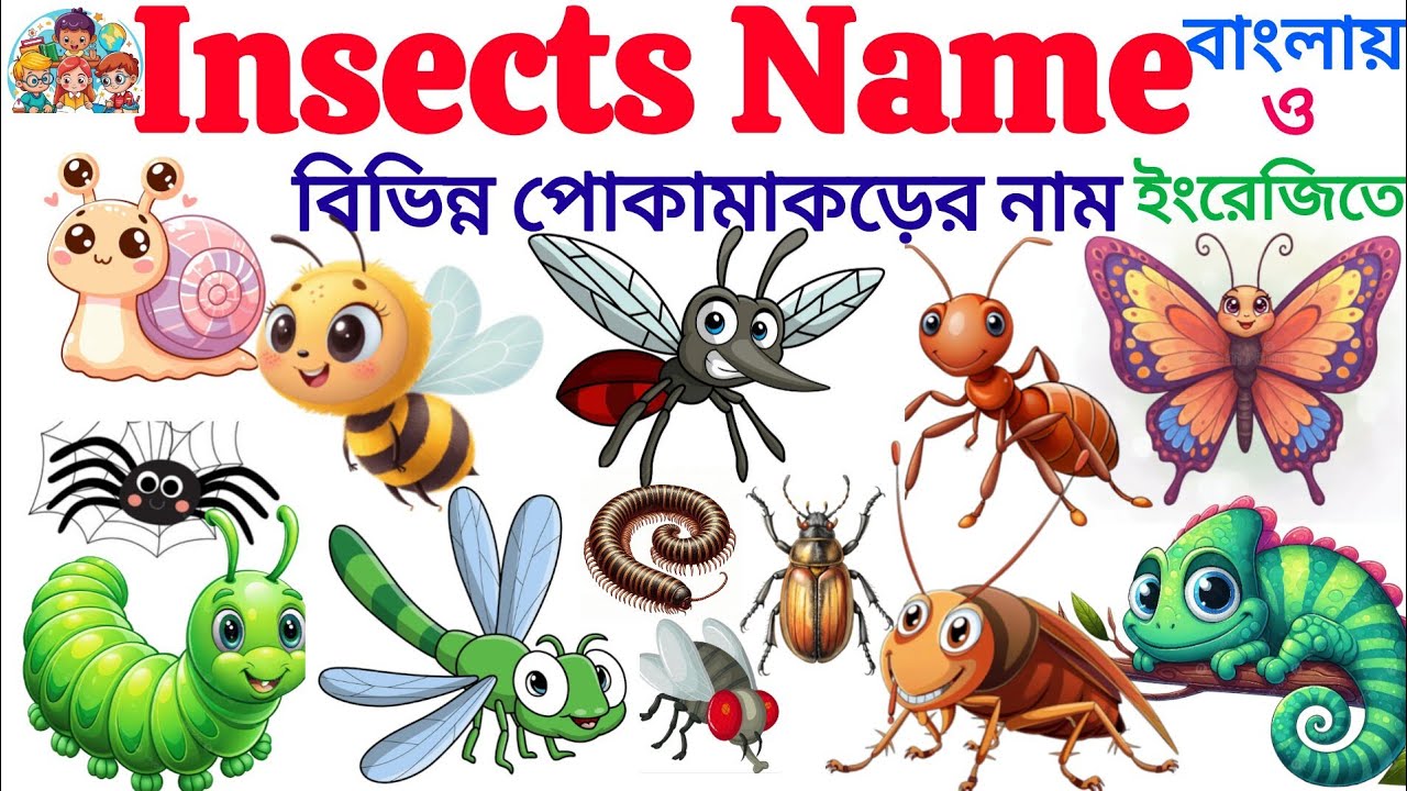 Insects Name | 20 Insects Name IN English With Picture | Learn Insects Name For Kids | Insects Name 