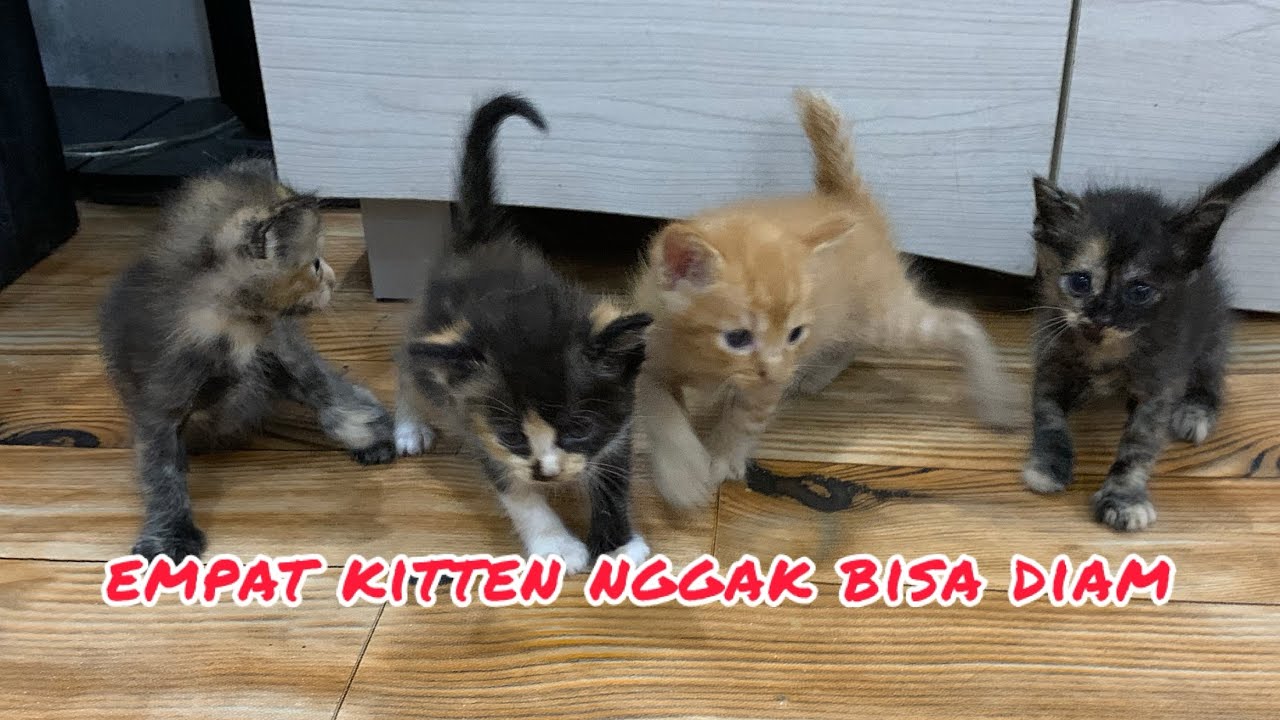 Empat Kitten Bermain Nggak Bisa Diam