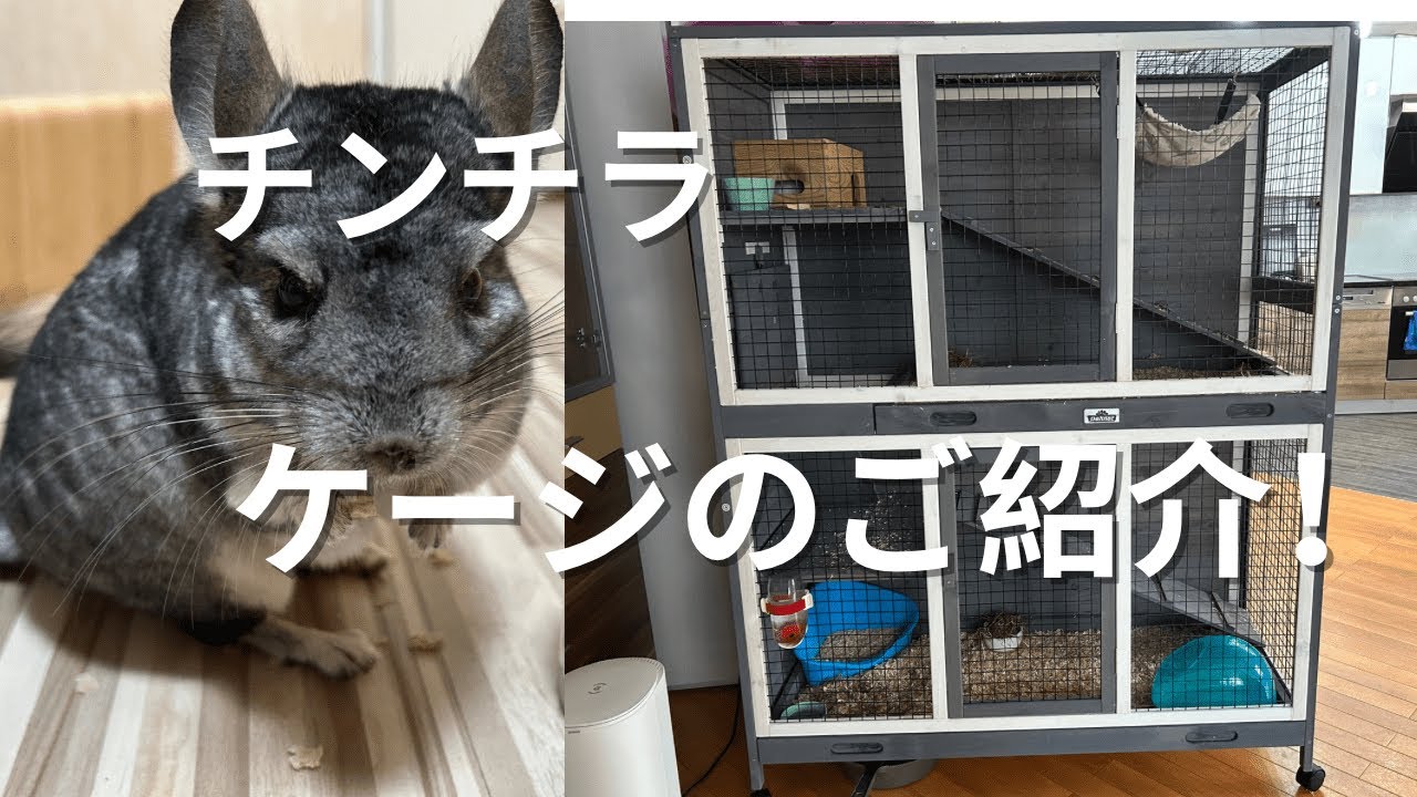 チンチラ　ケージのご紹介！