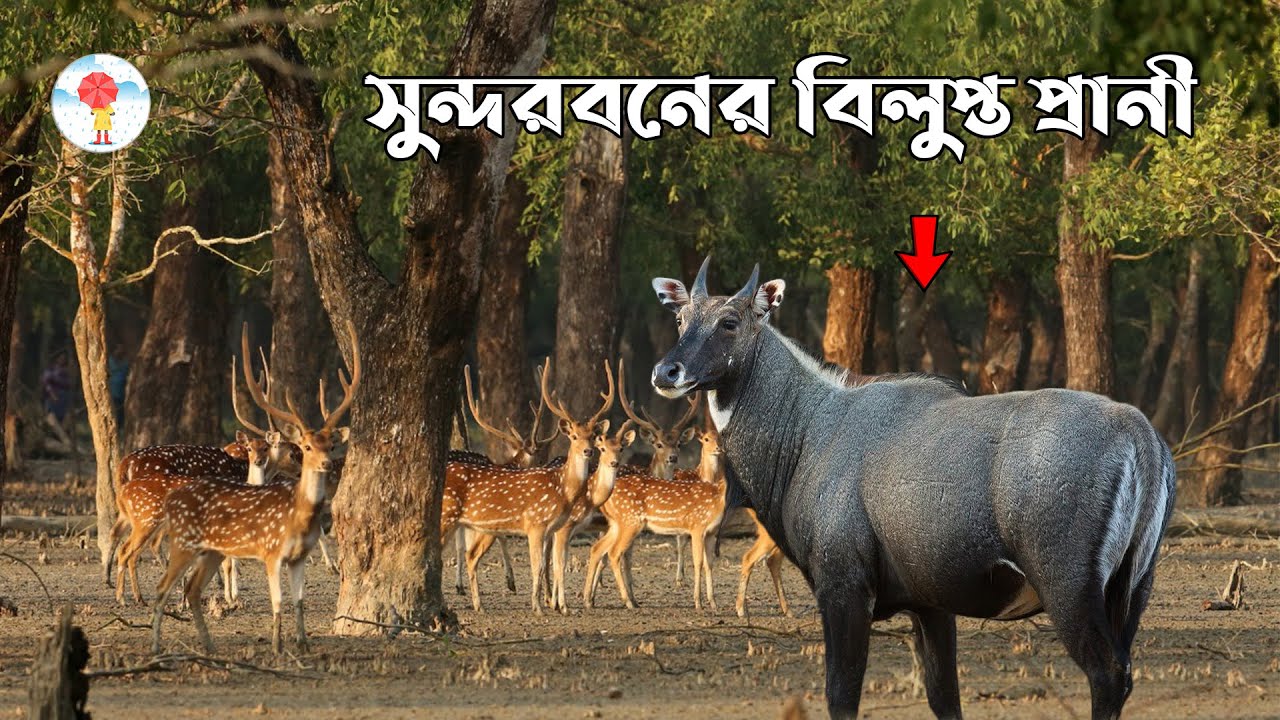 সুন্দরবনের বিলুপ্ত প্রাণী সমূহ | Extinct animals of the Sundarbans | সুন্দরবন - Inforain