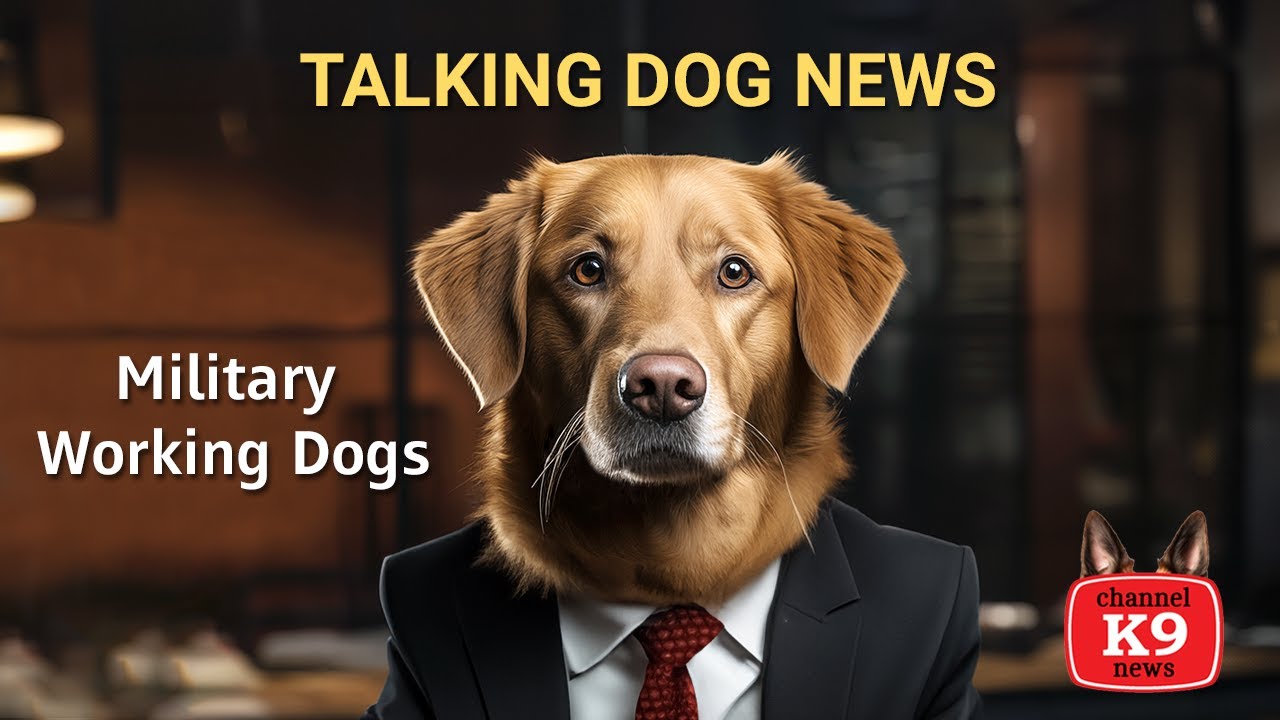 Memorial Day Tribute To Military Working Dogs