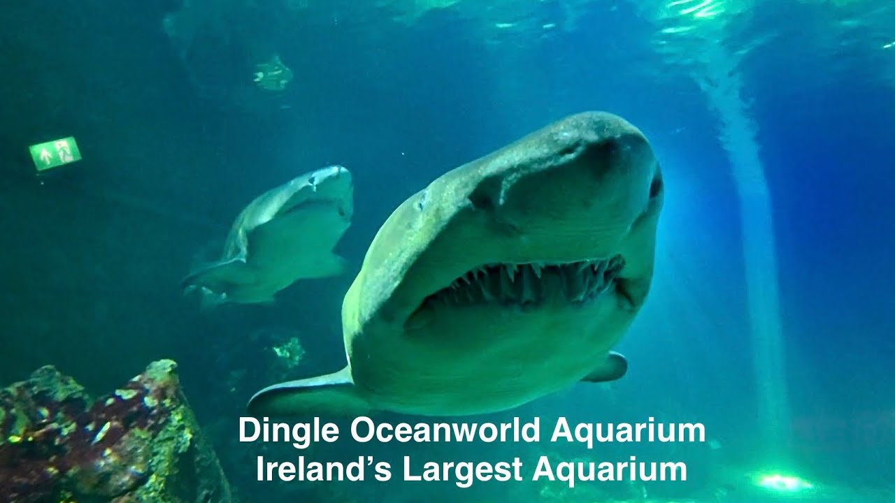Dingle Oceanworld Aquarium Ireland’s Largest Aquarium Adventure Penguins Sharks Interactive Exhibits