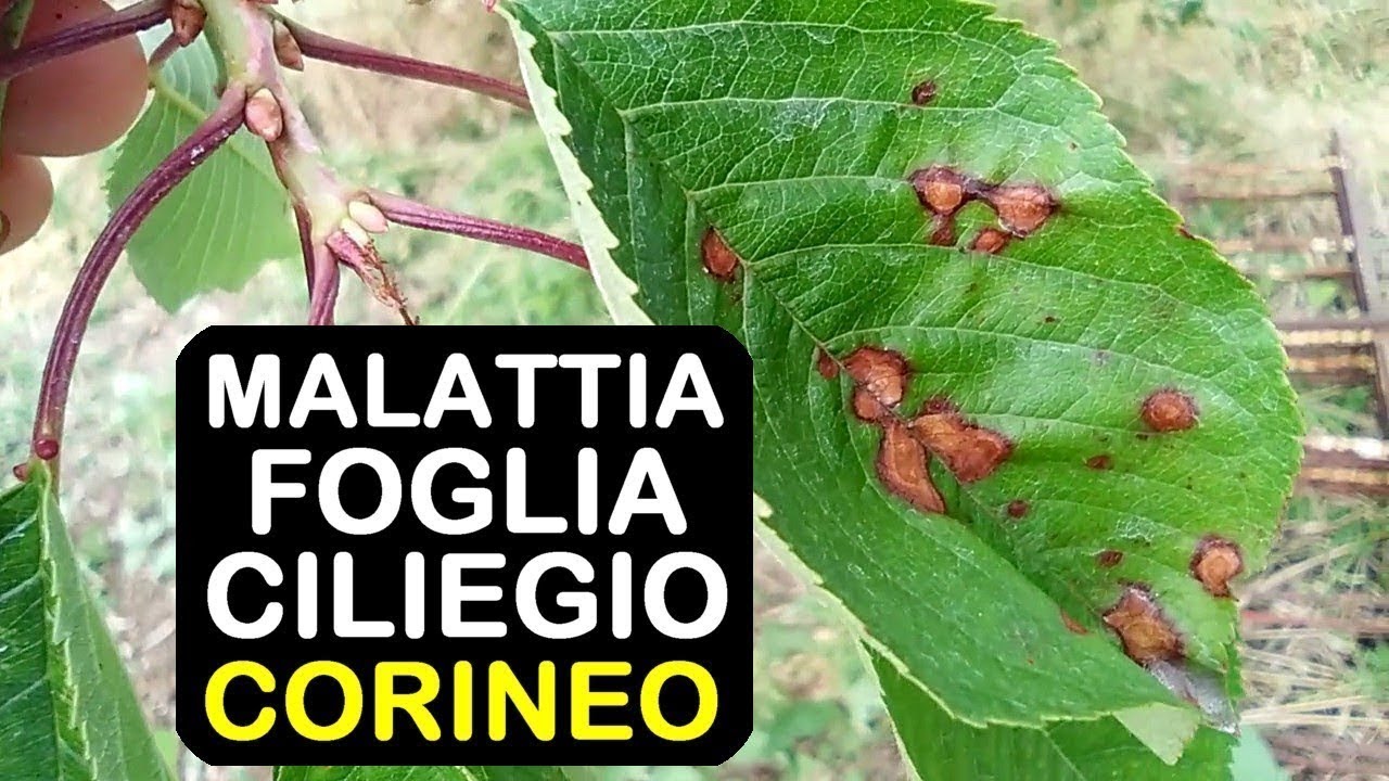MALATTIA FOGLIA CILIEGIO CORINEO