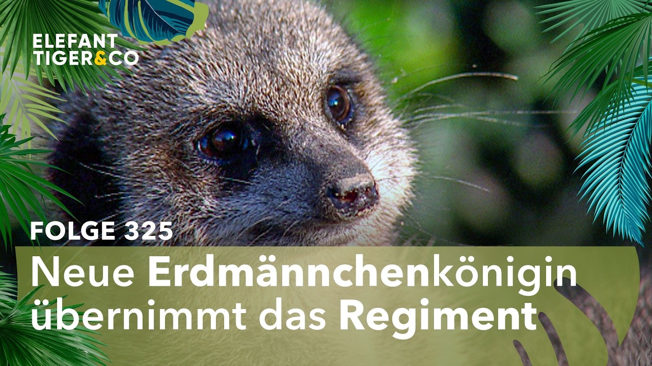 Eine neue Königin für die Erdmännchen (Folge 325) | Elefant, Tiger & Co. | MDR