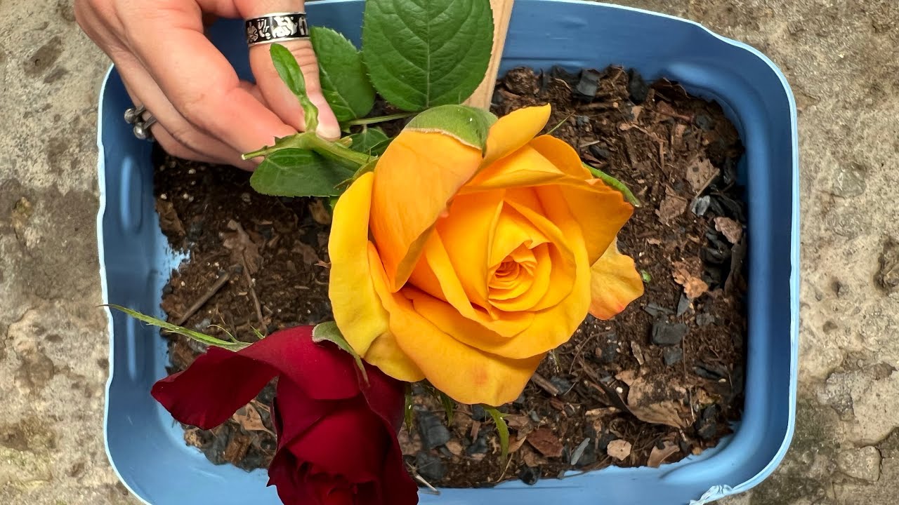 Es buenísimo para las Rosas, te digo por qué