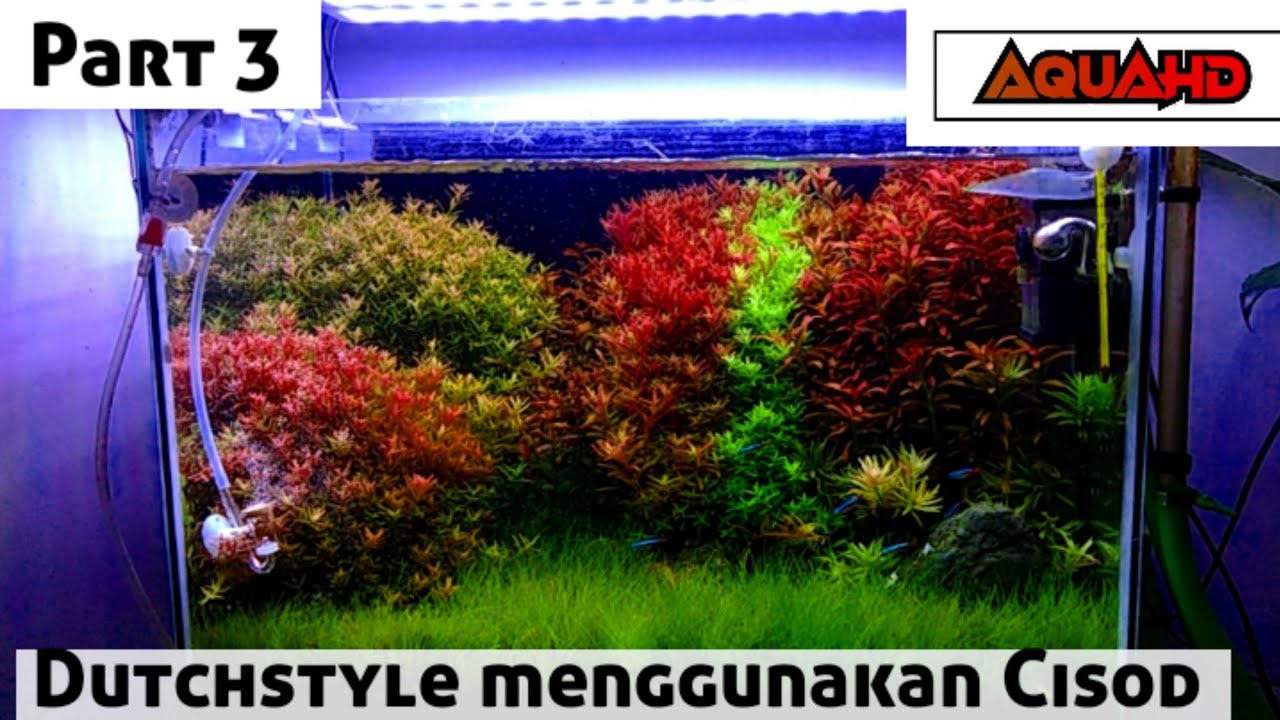 aquascape dutchstyle menggunakan co2 diy cisod | aquascape dutchsyle part 3 Terakhir