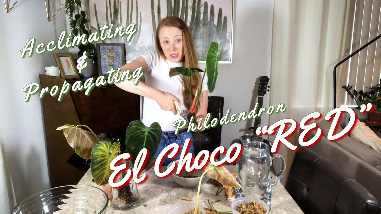 How I Acclimate & Propagate Imported Philodendron El Choco Red | 100% Success Rate!?!?!?
