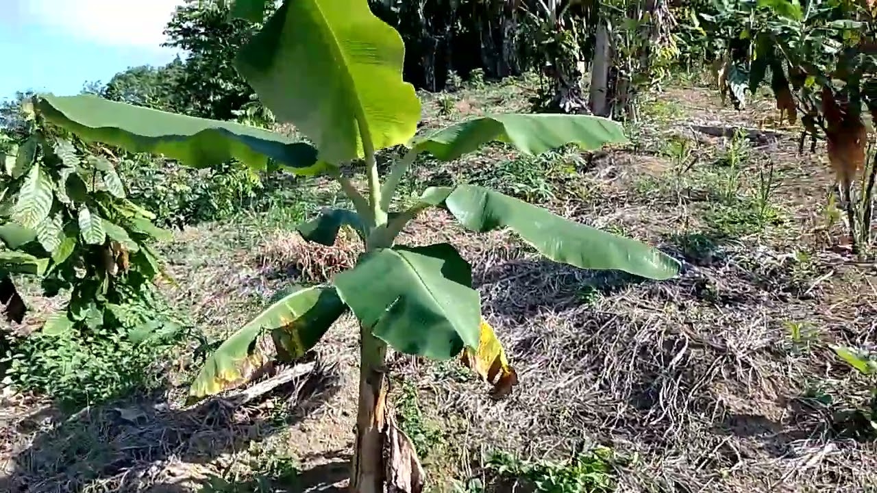 # Vamos de adubação nas bananeiras. dica para adubar suas bananeiras