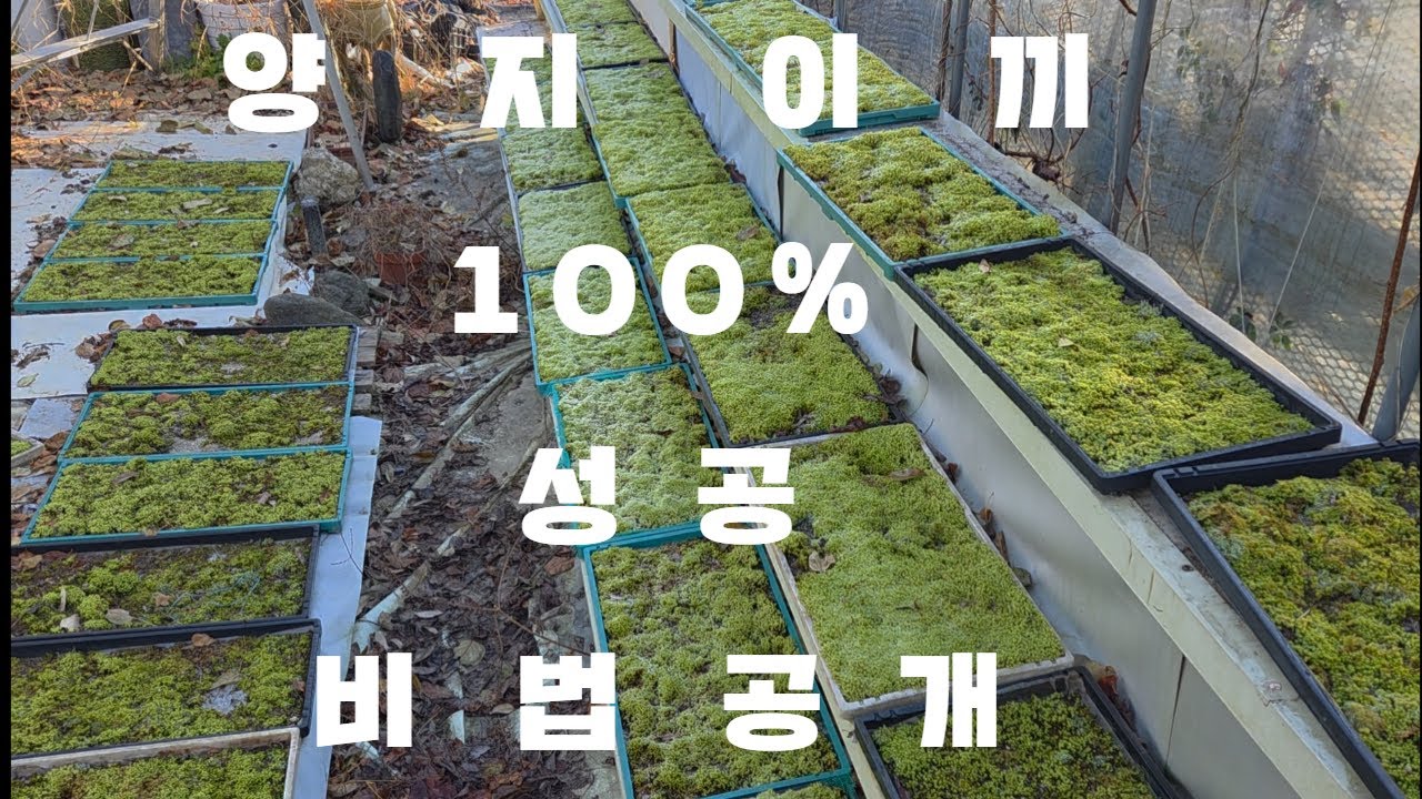 양지이끼 재배, 이렇게 하면 100% 성공!  초보도 쉽게 키우는 이끼 비법 대공개