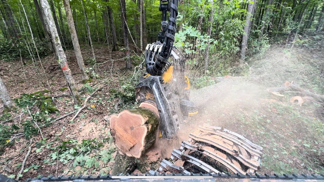 #ponsse Cutting select cut hardwood stand