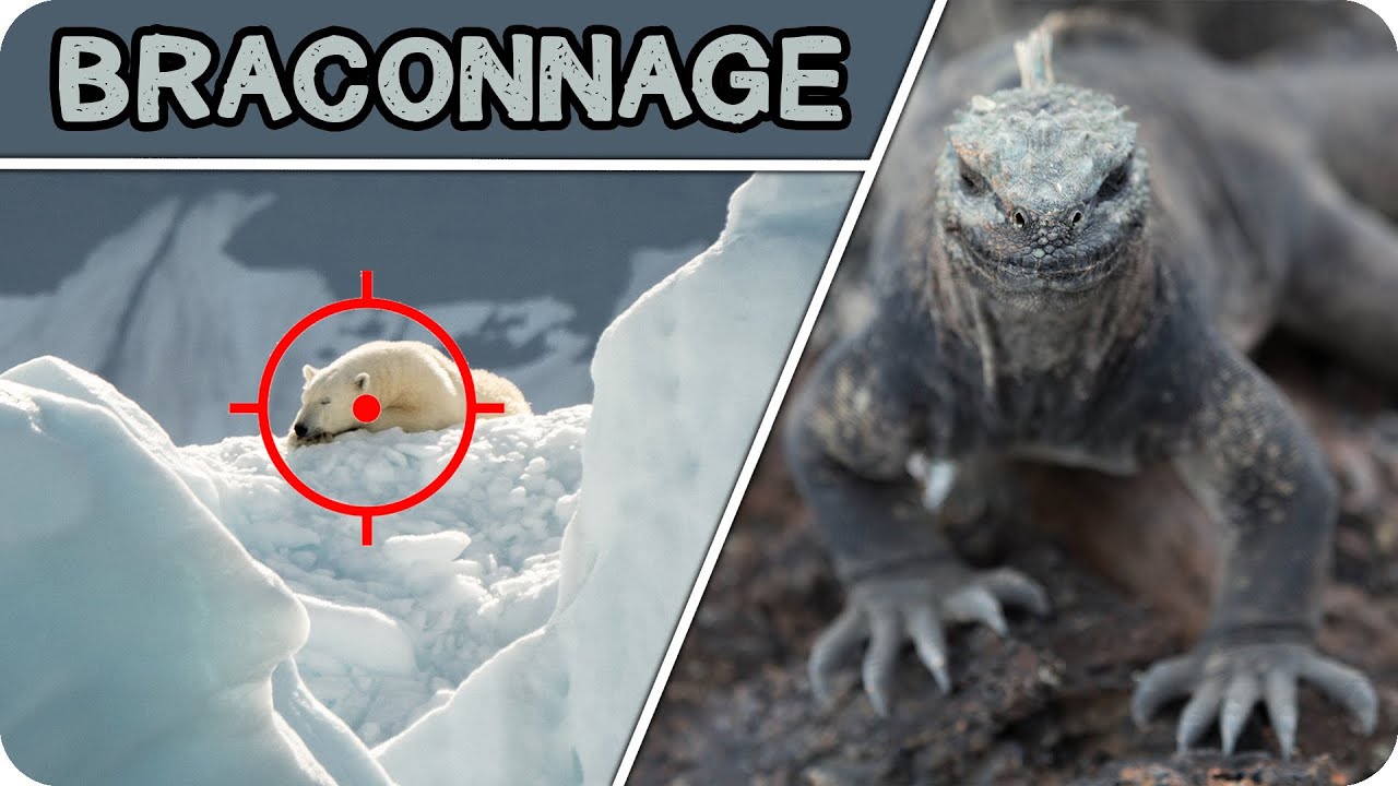BRACONNAGE: Quel est l'ANIMAL LE PLUS CHASSÉ au monde ?