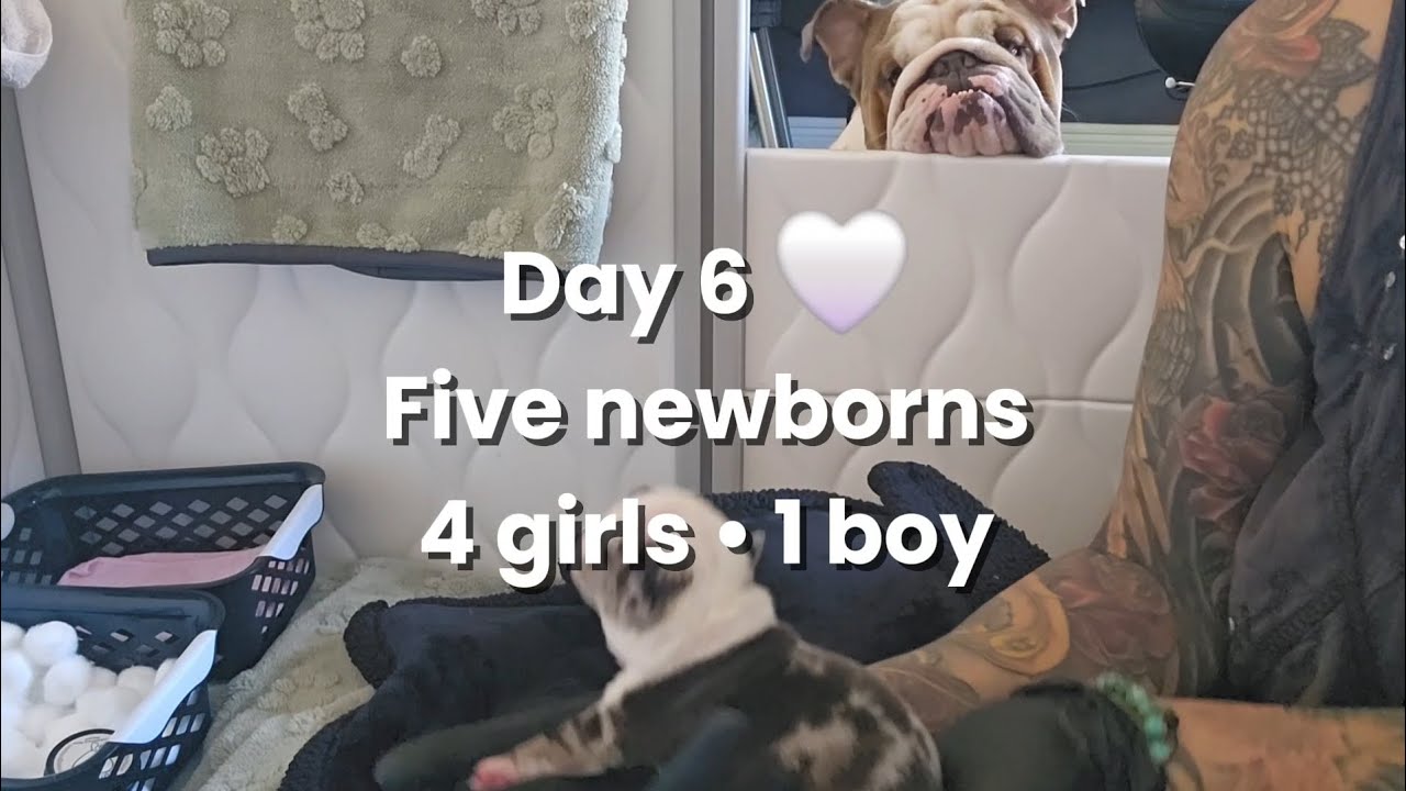 Day 6 With Our 5 Newborn English Bulldogs 🤍 | Growing Stronger Every Day