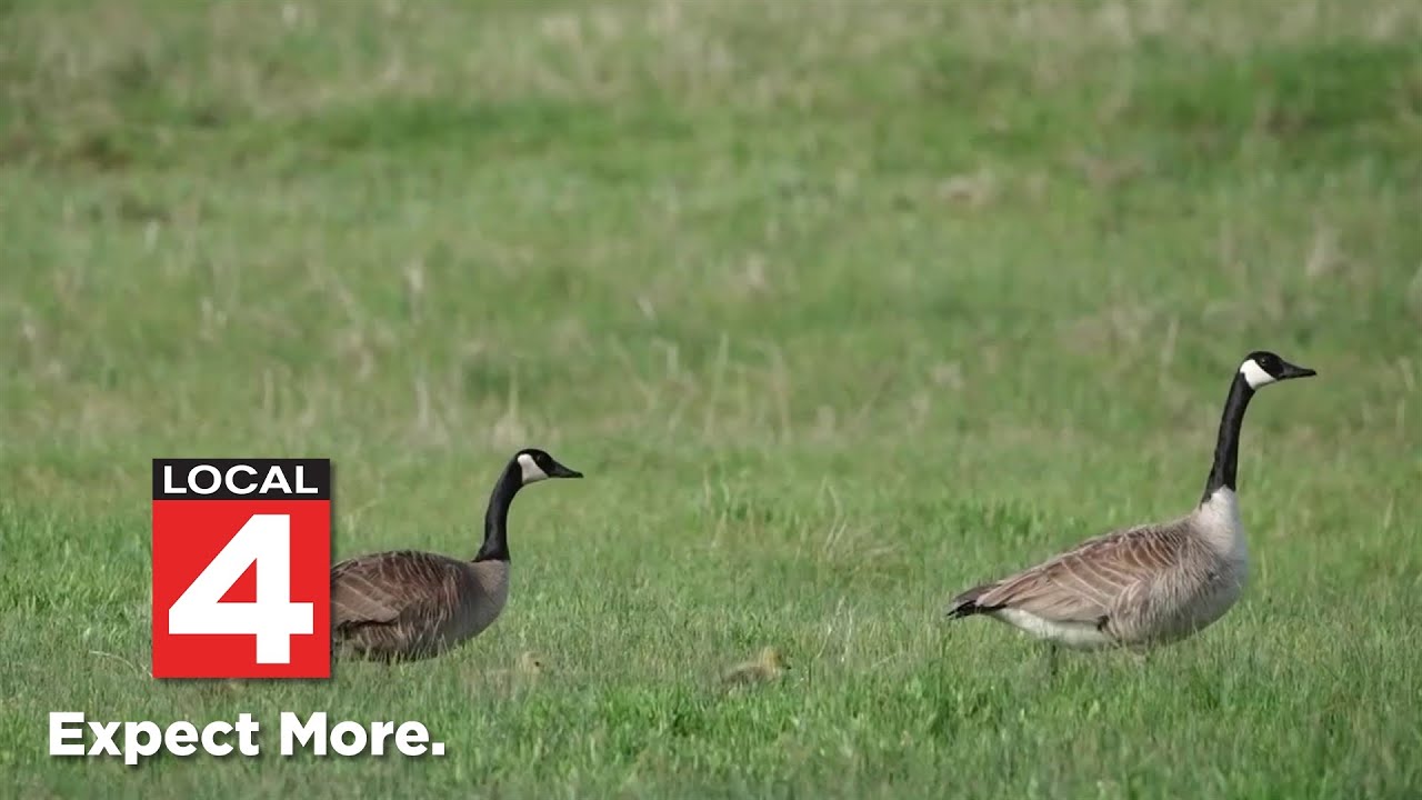 Why Michigan is now KILLING Canadian geese