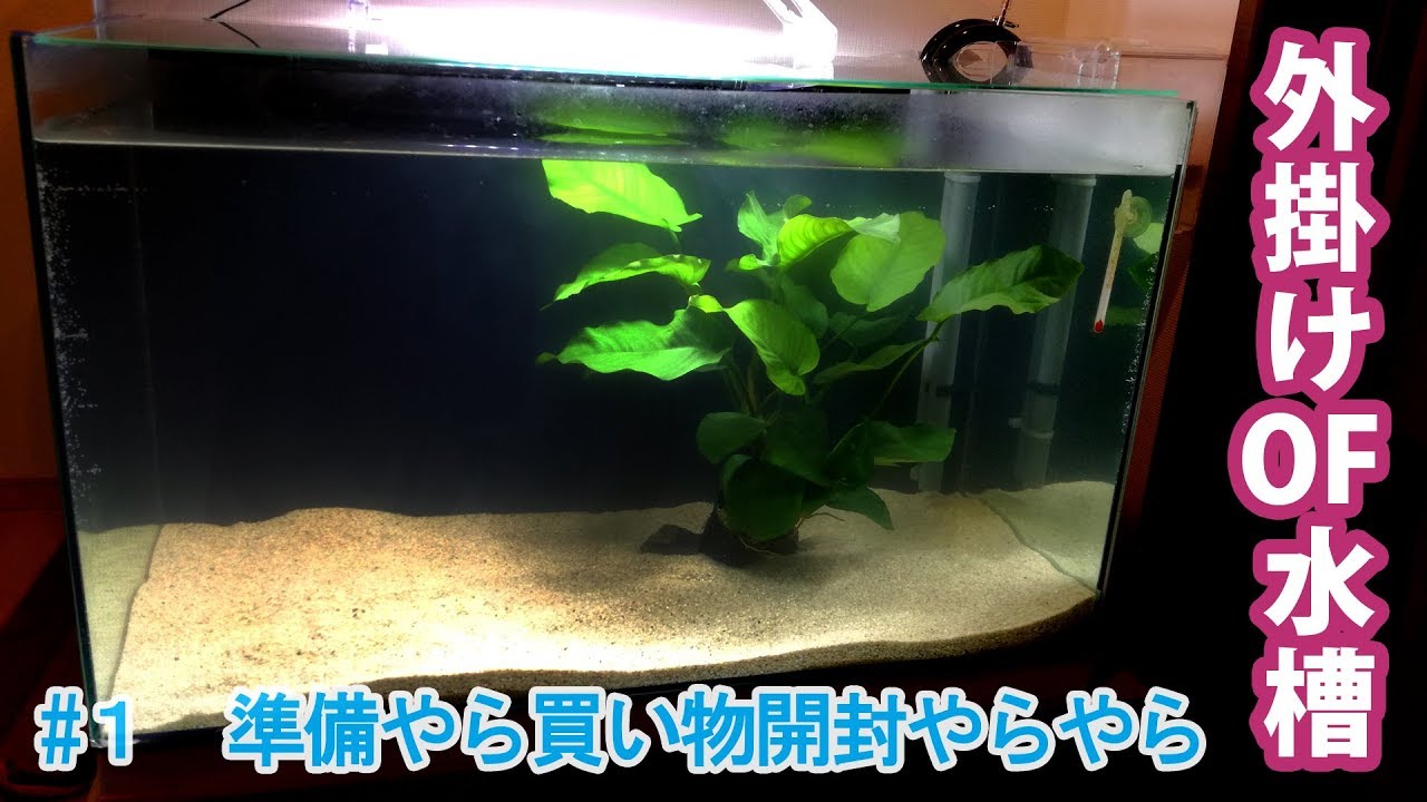 外掛けオーバーフロー水槽立ち上げ①【自作アクアリウム】