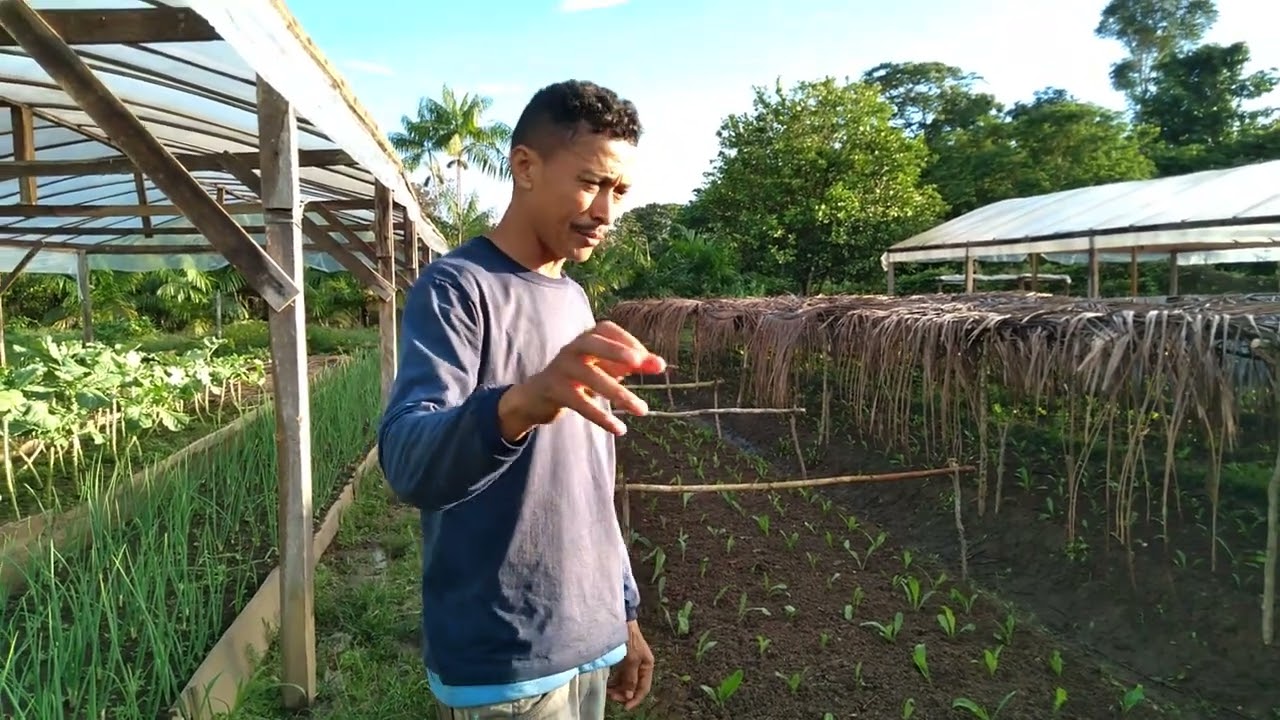 platando mas um canteiro de chicória.