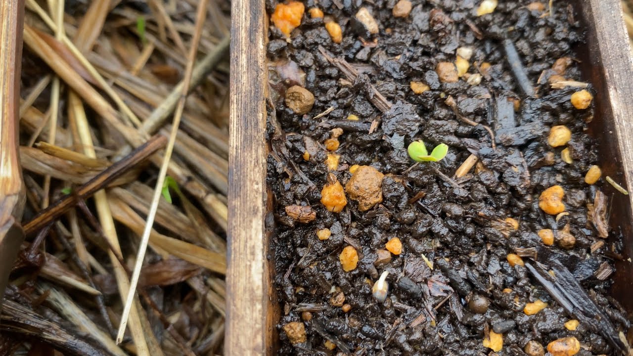 【発芽の条件・発芽の順番について】＊幼根が先に出る＊