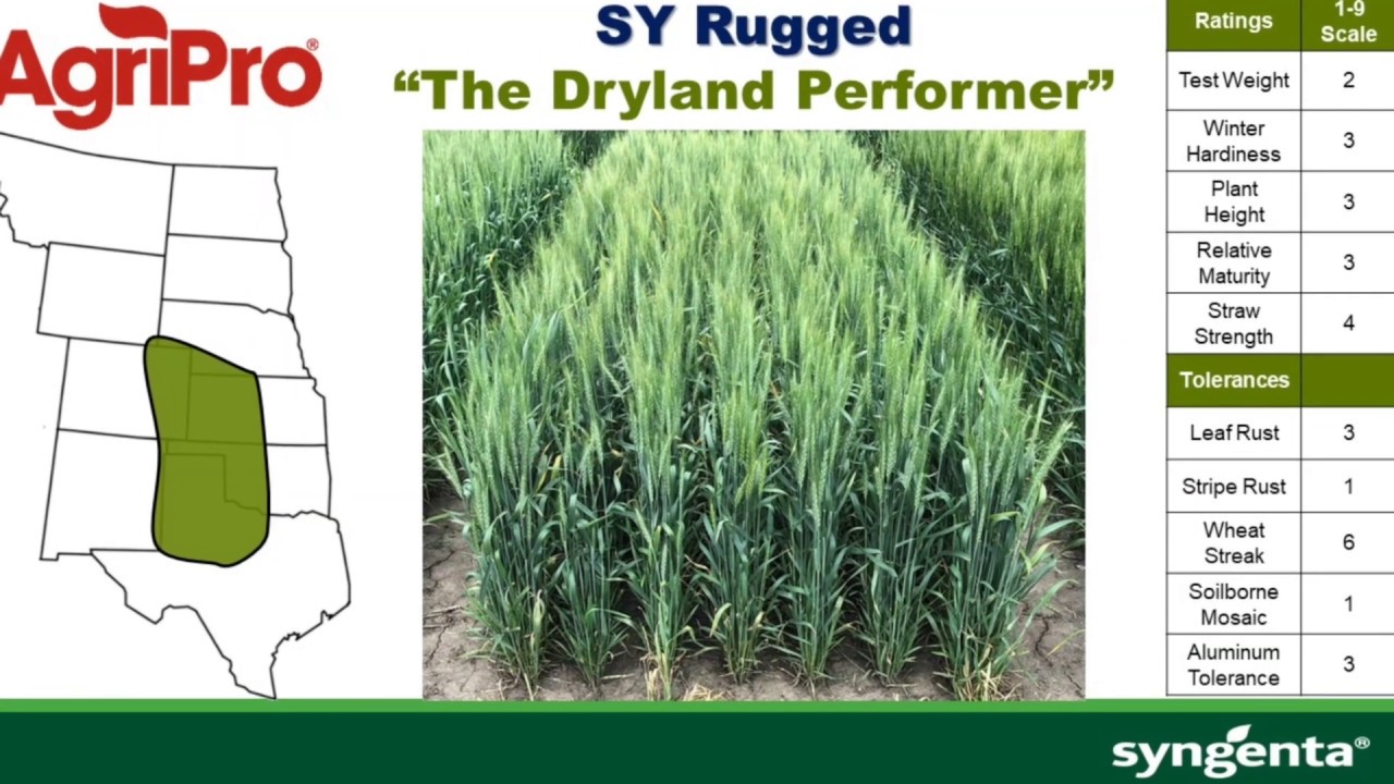 AgriPro Syngenta SY Rugged