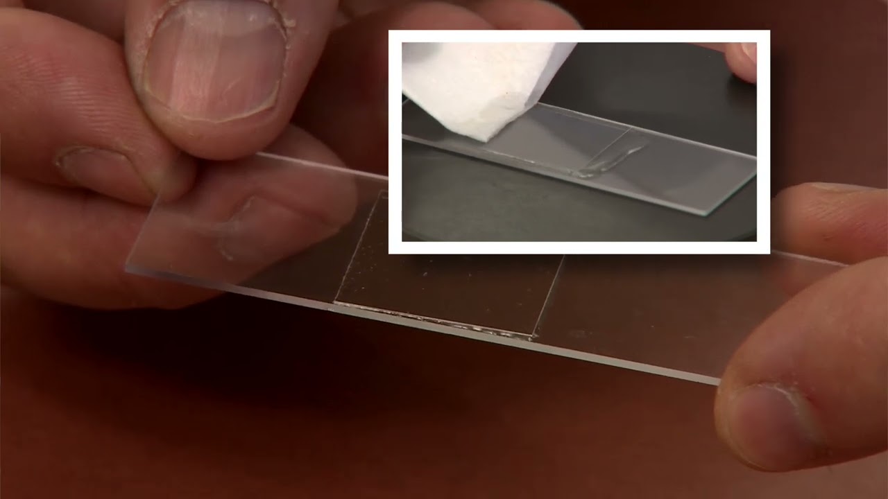 Anabaena preparation