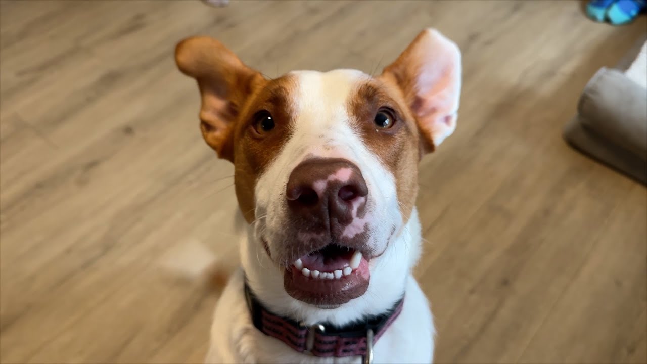 Meet Freya!