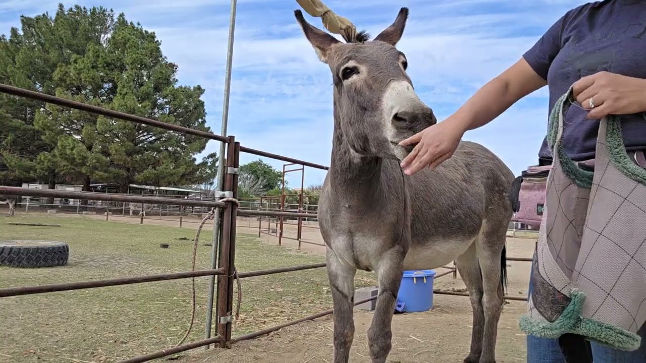 Pablo- introducing a fly mask 2/2 #donkey 