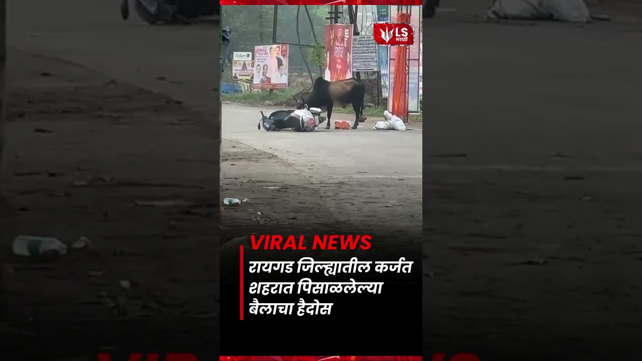 Karjat शहरात पिसाळलेल्या बैलाचा हैदोस; एकाचा मृत्यू, अनेक जखमी #breakingnews #karjat #raigad