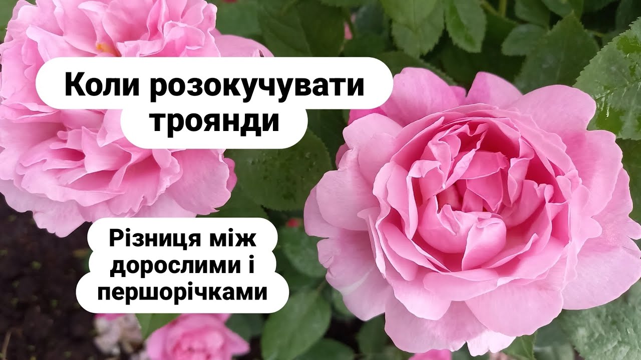 Знімаємо окучку з троянд