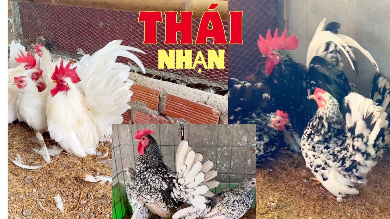 mất 2 tiếng vật vã mới tìm được trái gà serama và gà thái rất đẹp
