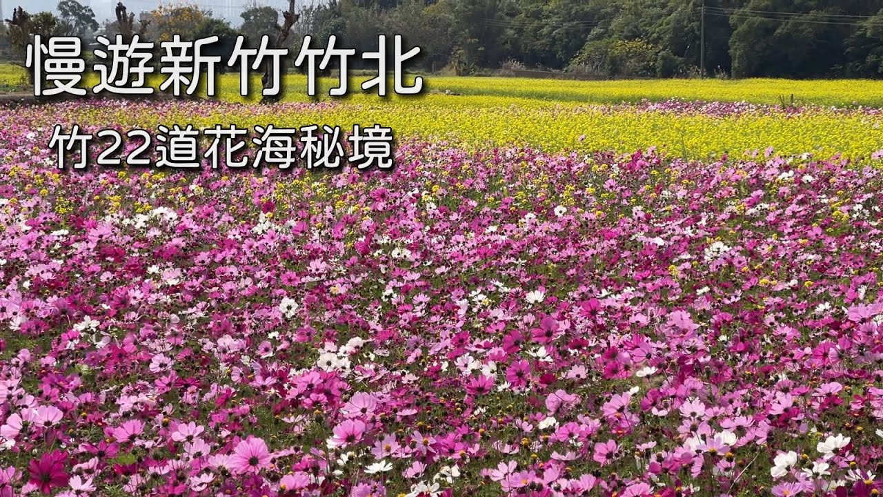 慢遊竹北秘境花海｜竹22鄉道限定美景之旅｜台灣新竹觀光旅遊景點推薦