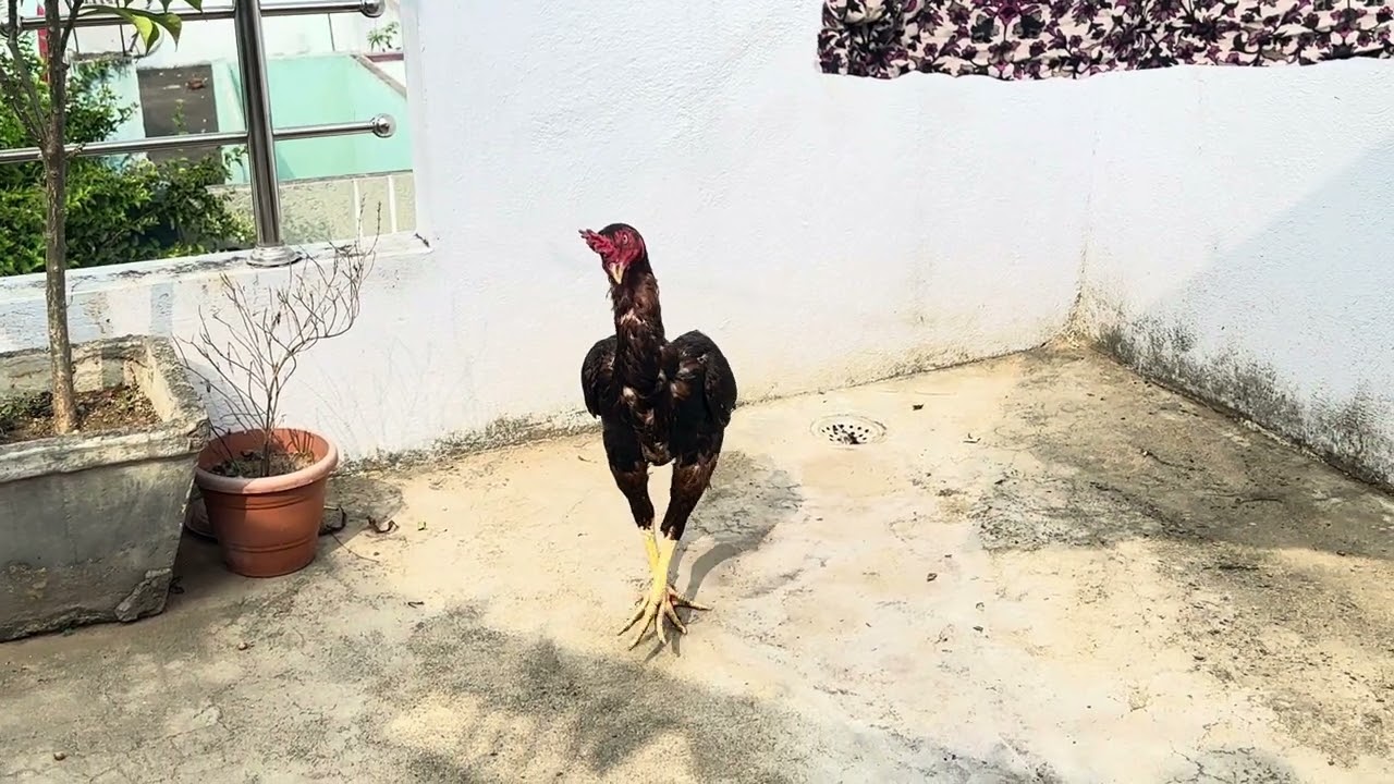 విడికల్లా పెట్టామార్ | 8143128480 | #aseel #roosterfarm #aseelfarm #aseelmurga #birds #assel 