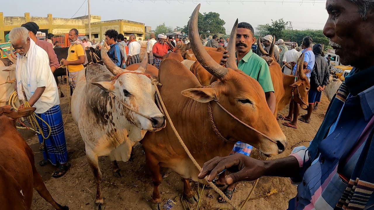 VANIYAMBADI CATTLEMARKET TAMILNADU