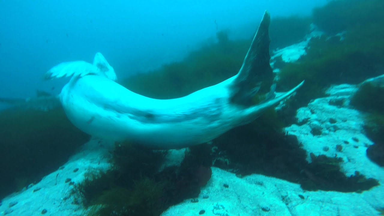 Scuba Diving in Antarctica with Leopard Seals