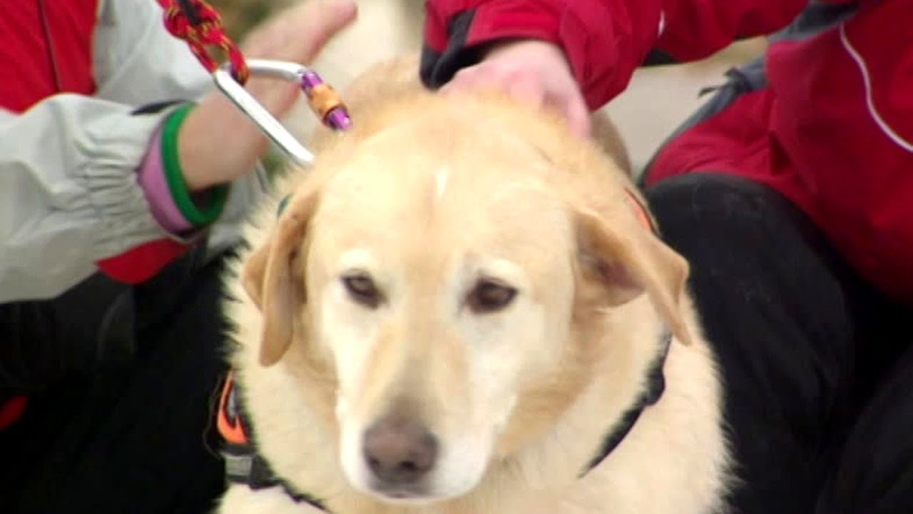 Hero Dogs Saving Lives - Avalanche Rescues, Service Dogs & Airport Security