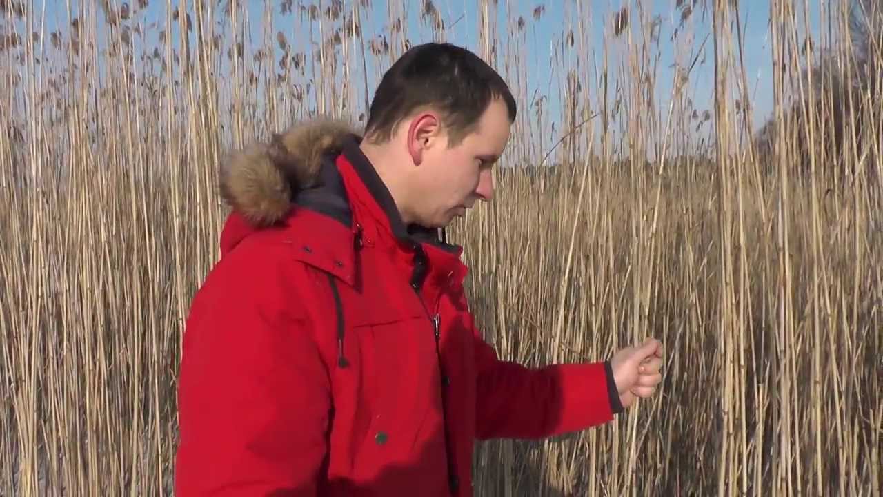 Zimowe koszenie trzcinowisk na jeziorze Wigry