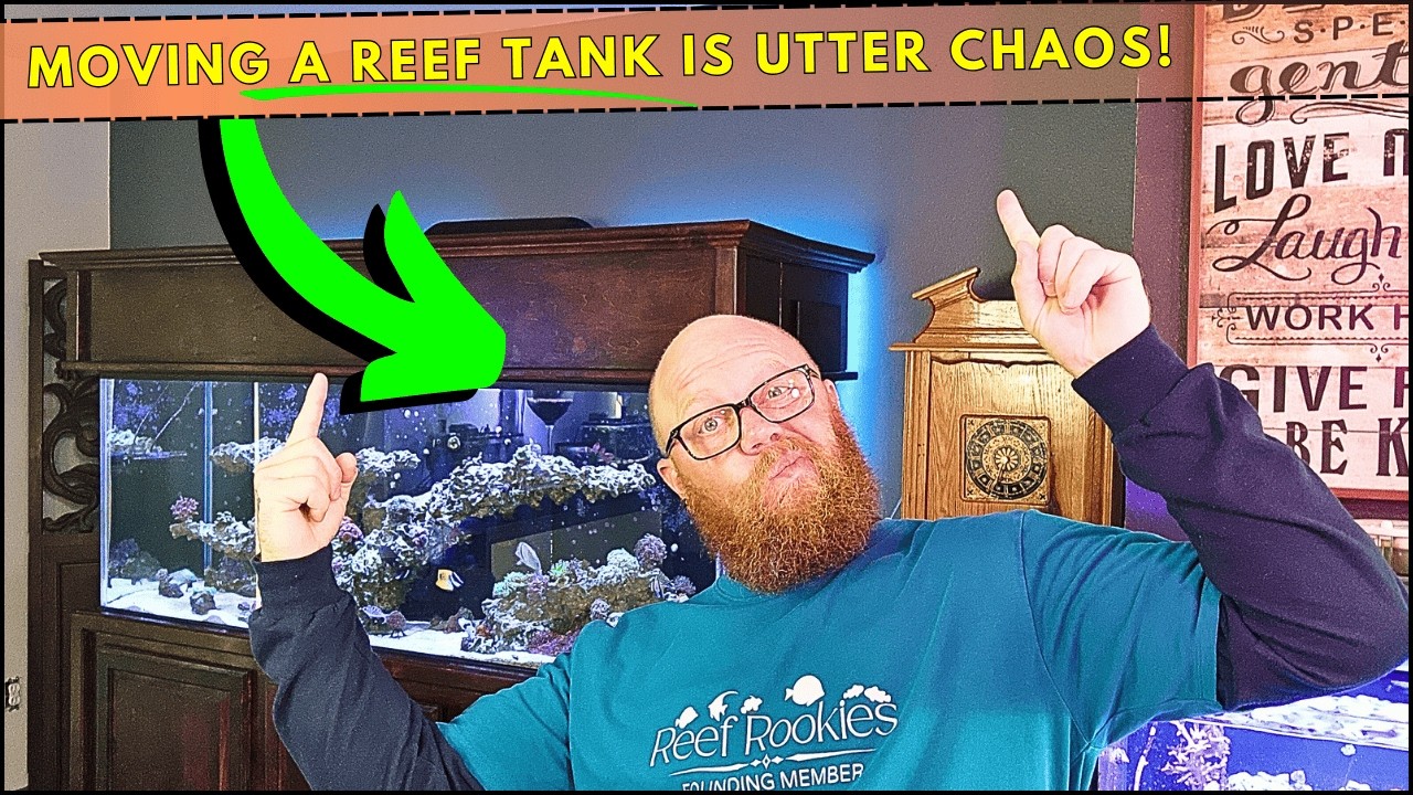 How to move a Reef Tank Tips for success!