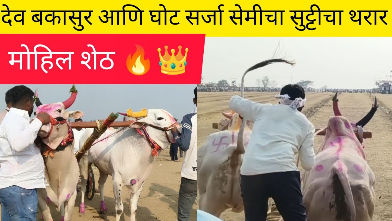देव बकासुर आणि घोट सर्जा सेमीचा सुट्टीचा थरार सेमी पास फायनल साठी पात्र 